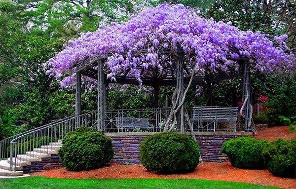 Wisteria Macrostachya 'aunt Dee' - View 4 from www redcrocus com