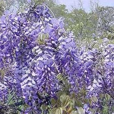 Wisteria Macrostachya 'aunt Dee' - View 6 from www redcrocus com