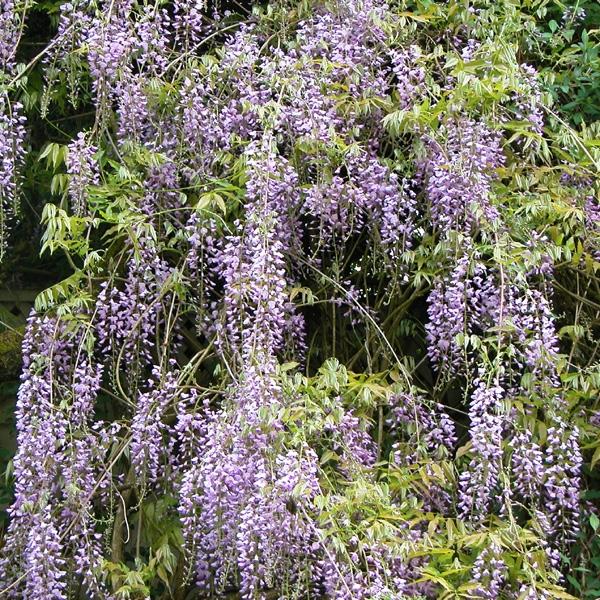 Wisteria Macrostachya 'aunt Dee' - View 7 from www redcrocus com
