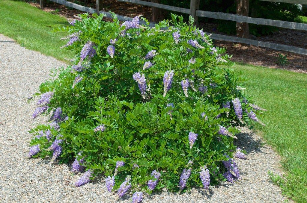 Wisteria Macrostachya 'aunt Dee' - View 8 from www redcrocus com