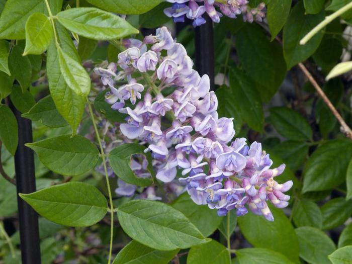 Wisteria Macrostachya 'aunt Dee' - View 9 from www redcrocus com
