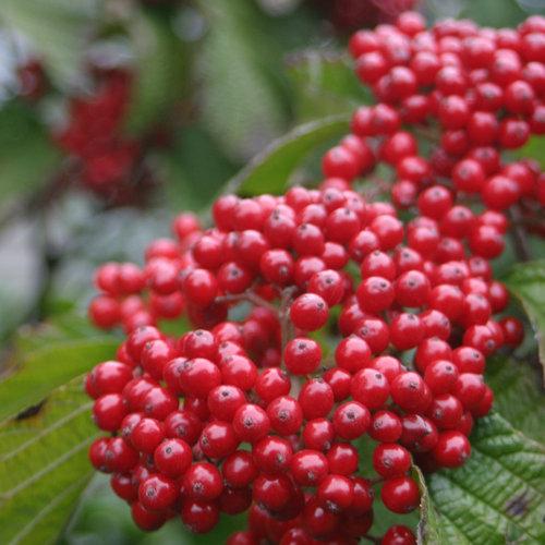 Viburnum Dilatatum - View 10 from www redcrocus com