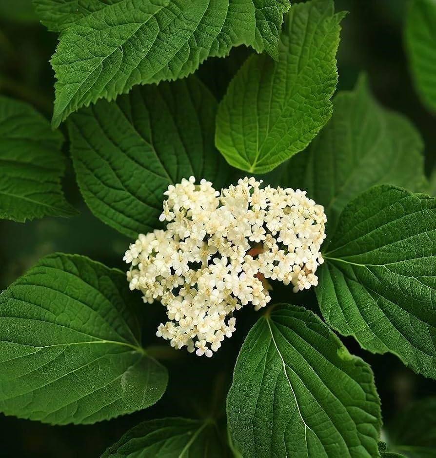 Viburnum Dilatatum - View 11 from www redcrocus com