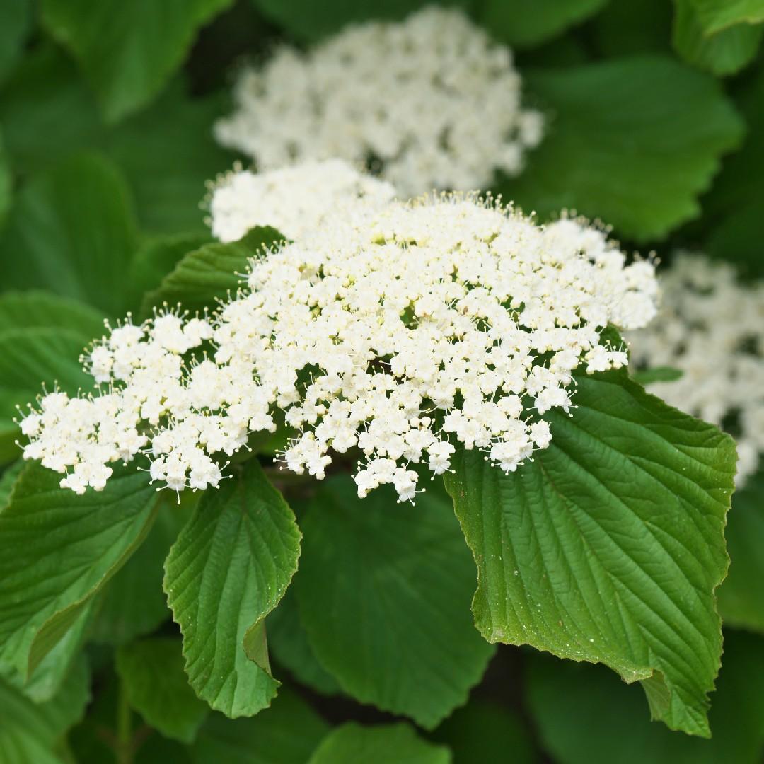 Viburnum Dilatatum - View 13 from www redcrocus com