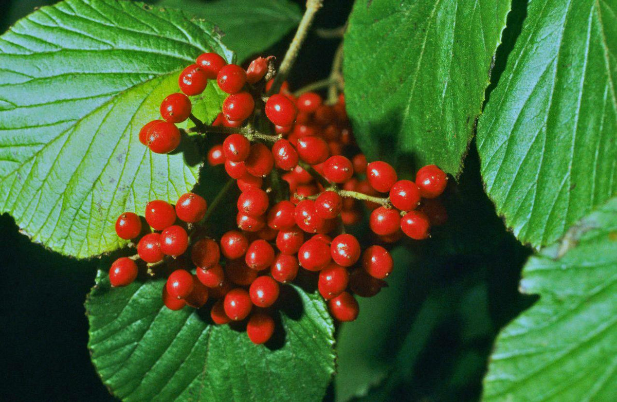 Viburnum Dilatatum - View 14 from www redcrocus com