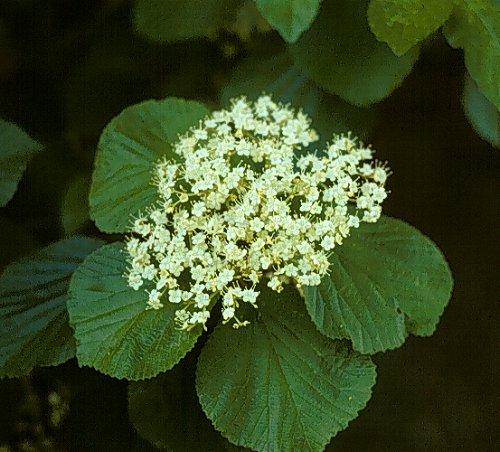 Viburnum Dilatatum - View 15 from www redcrocus com