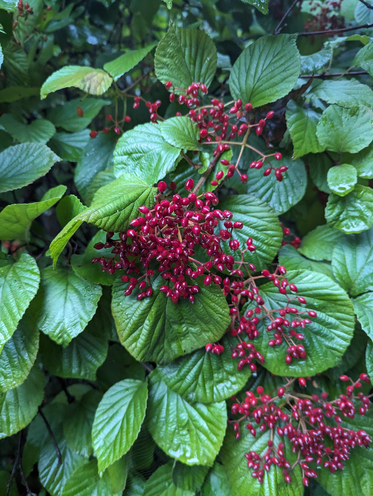 Viburnum Dilatatum - View 16 from www redcrocus com
