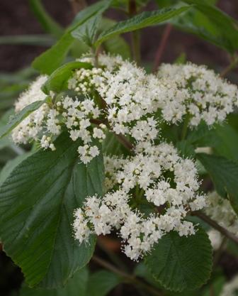 Viburnum Dilatatum - View 17 from www redcrocus com