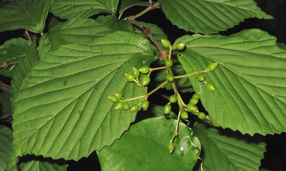 Viburnum Dilatatum - View 18 from www redcrocus com