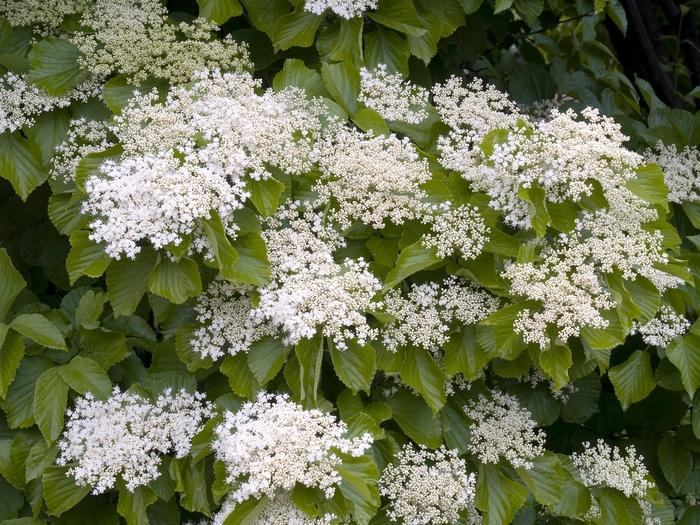 Viburnum Dilatatum - View 19 from www redcrocus com