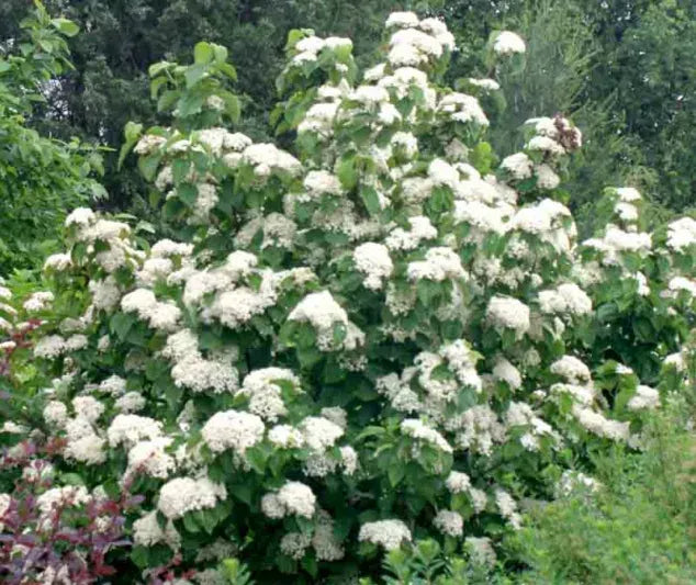 Viburnum Dilatatum - View 1 from www redcrocus com