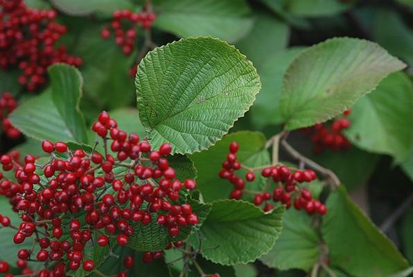 Viburnum Dilatatum - View 21 from www redcrocus com