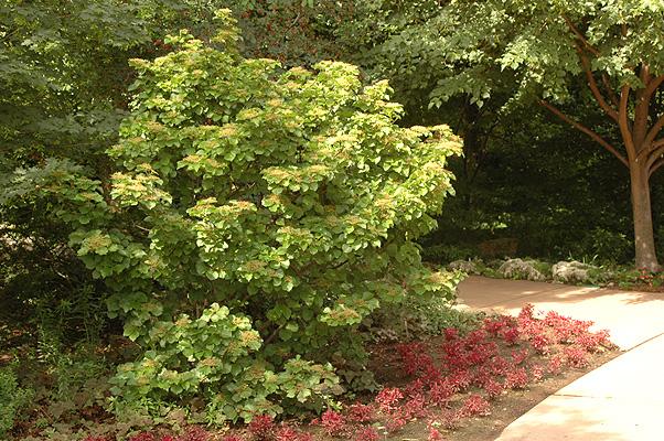 Viburnum Dilatatum - View 22 from www redcrocus com