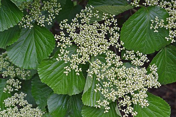 Viburnum Dilatatum - View 23 from www redcrocus com