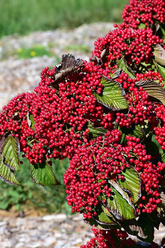 Viburnum Dilatatum - View 24 from www redcrocus com