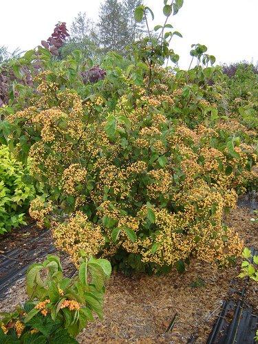 Viburnum Dilatatum - View 26 from www redcrocus com