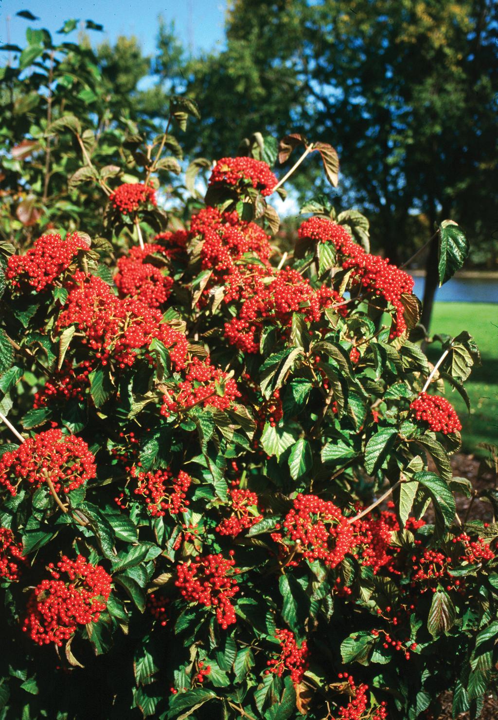 Viburnum Dilatatum - View 27 from www redcrocus com