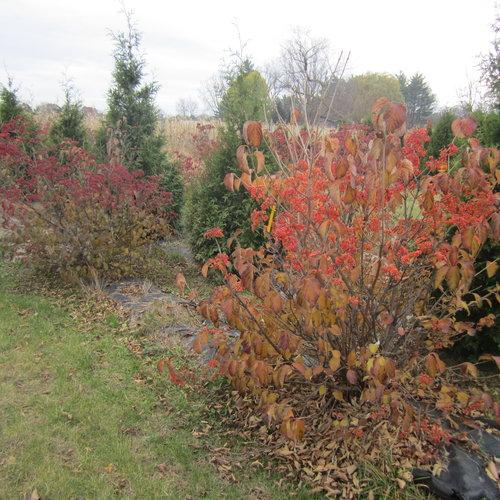 Viburnum Dilatatum - View 29 from www redcrocus com