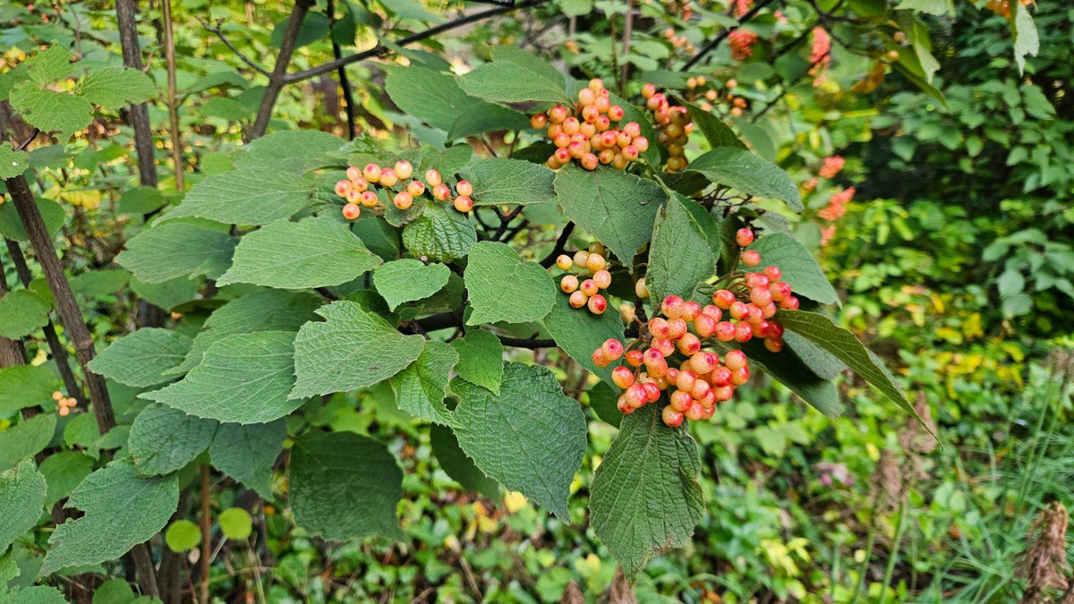 Viburnum Dilatatum - View 2 from www redcrocus com