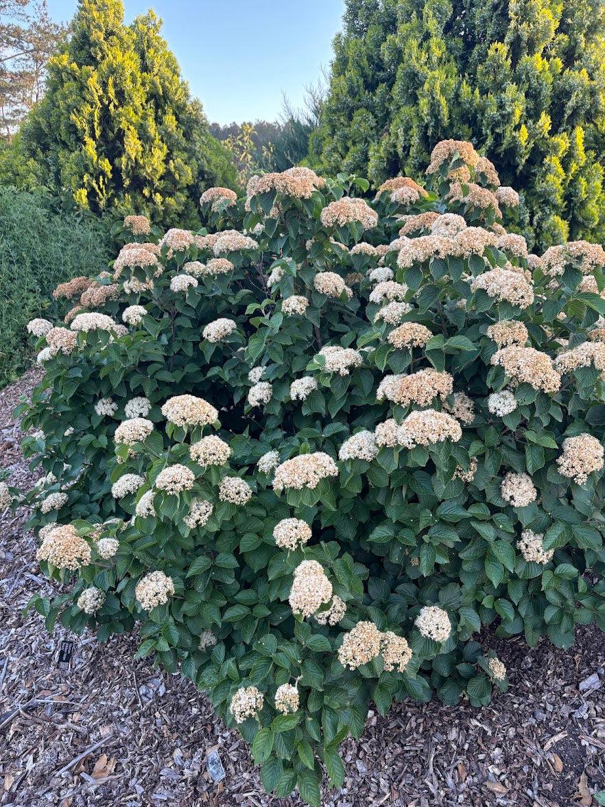 Viburnum Dilatatum - View 32 from www redcrocus com