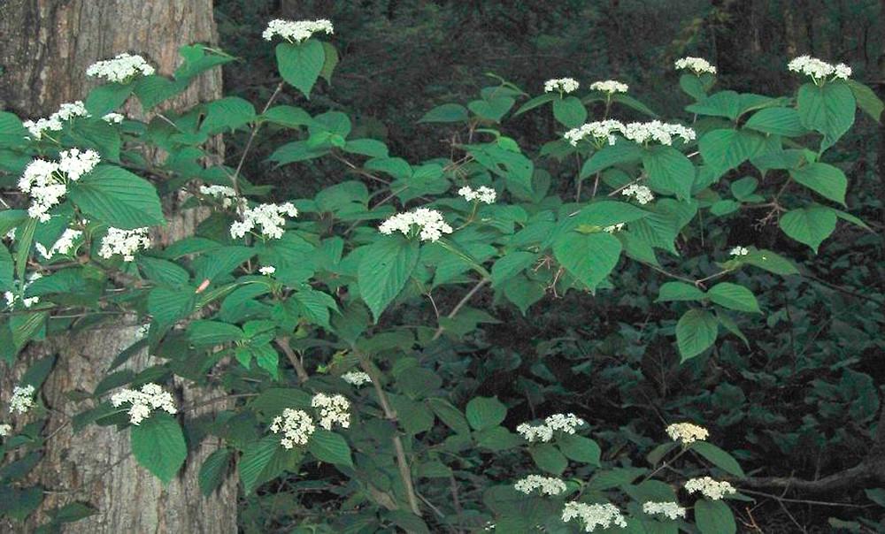 Viburnum Dilatatum - View 3 from www redcrocus com