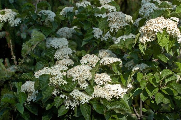 Viburnum Dilatatum - View 4 from www redcrocus com