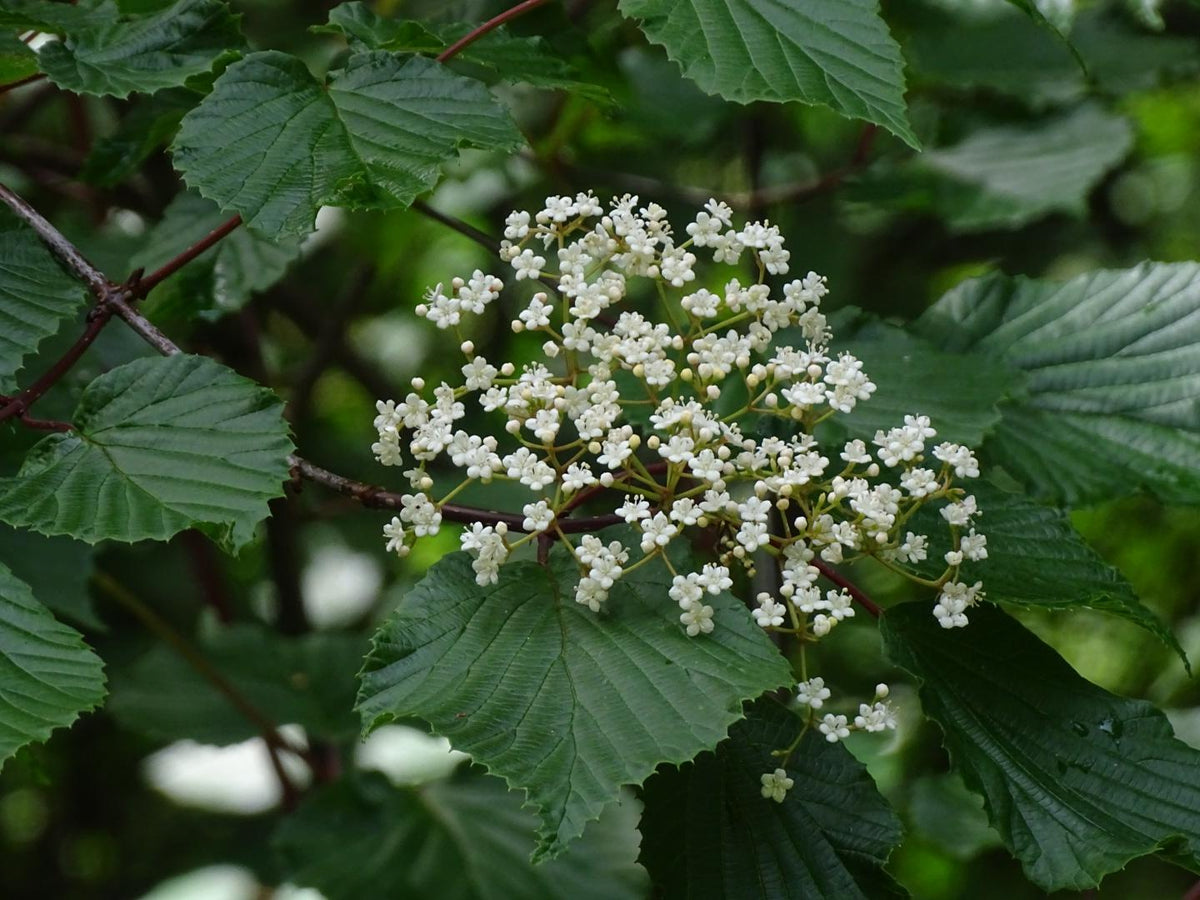 Viburnum Dilatatum - View 5 from www redcrocus com