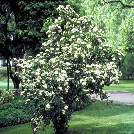 Viburnum Dilatatum - View 6 from www redcrocus com