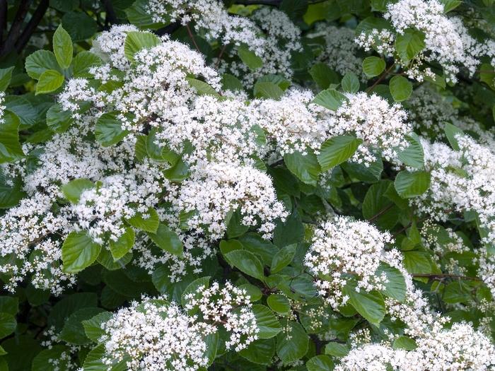 Viburnum Dilatatum - View 7 from www redcrocus com