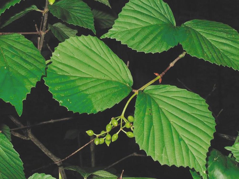 Viburnum Dilatatum - View 9 from www redcrocus com