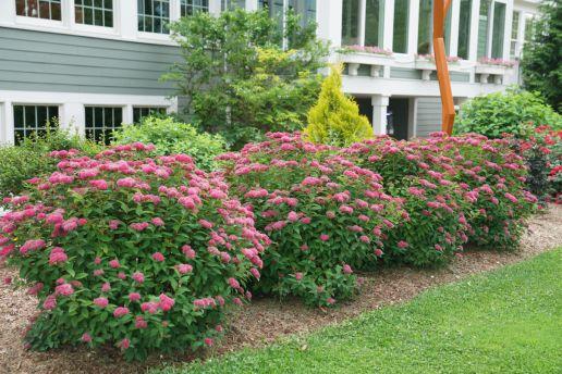 Spirea Japonica 'double Play Doozie' - View 11 from www redcrocus com