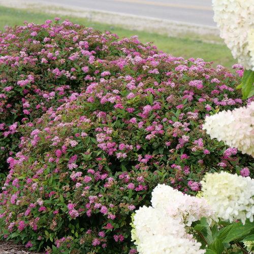 Spirea Japonica 'double Play Doozie' - View 12 from www redcrocus com
