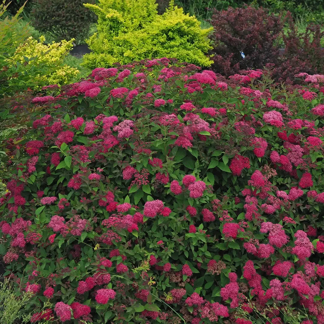 Spirea Japonica 'double Play Doozie' - View 14 from www redcrocus com