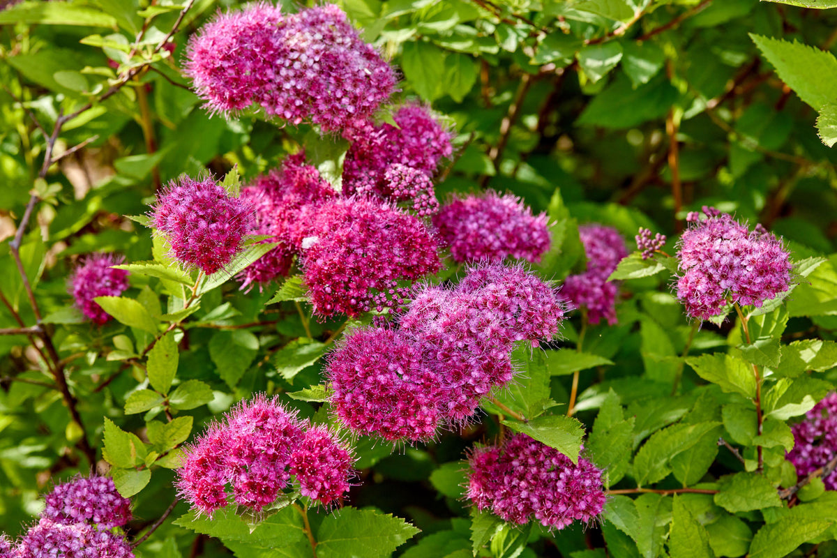 Spirea Japonica 'double Play Doozie' - View 15 from www redcrocus com