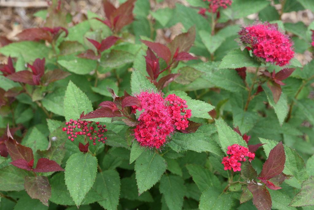 Spirea Japonica 'double Play Doozie' - View 16 from www redcrocus com