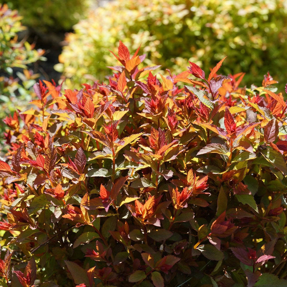 Spirea Japonica 'double Play Doozie' - View 17 from www redcrocus com