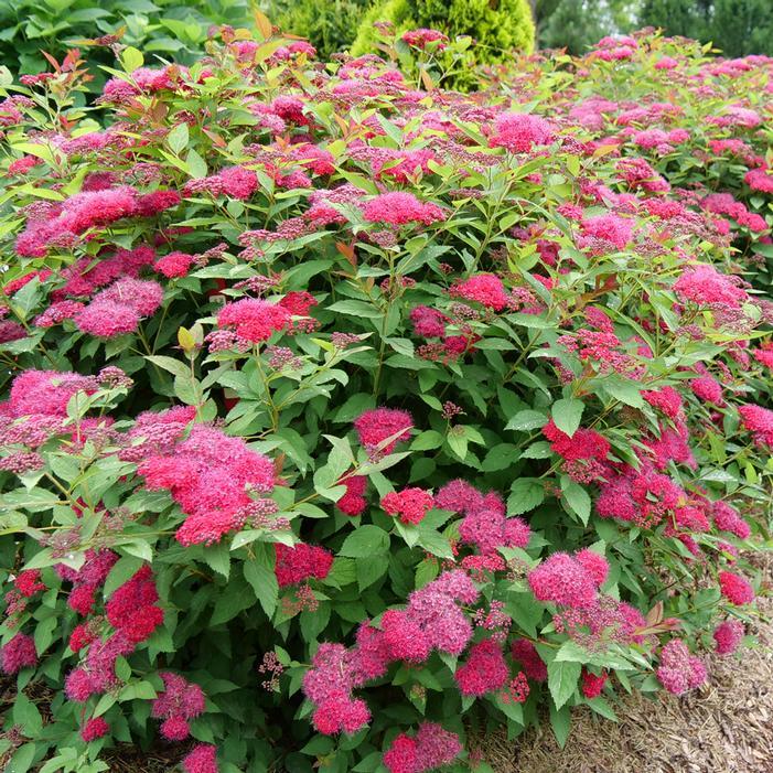 Spirea Japonica 'double Play Doozie' - View 18 from www redcrocus com