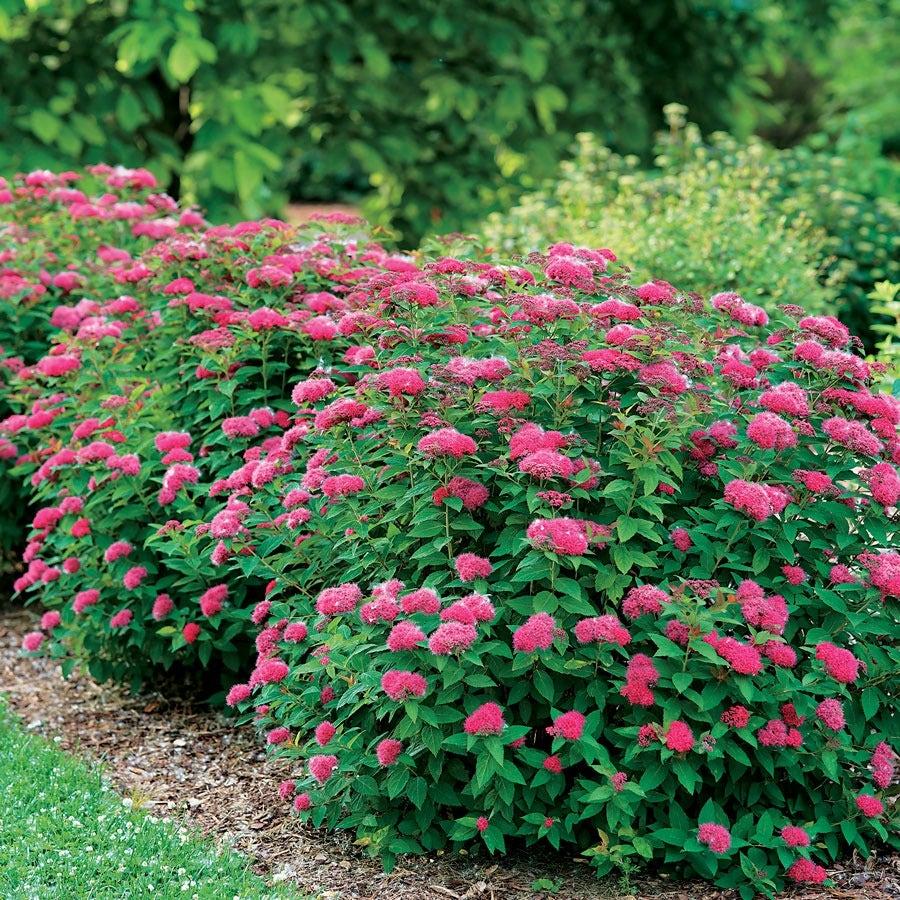 Spirea Japonica 'double Play Doozie' - View 19 from www redcrocus com