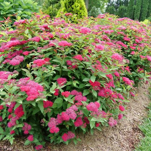 Spirea Japonica 'double Play Doozie' - View 1 from www redcrocus com