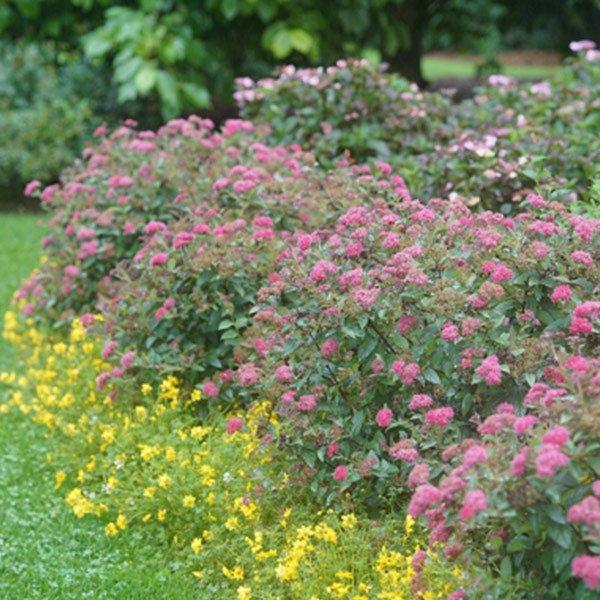 Spirea Japonica 'double Play Doozie' - View 21 from www redcrocus com