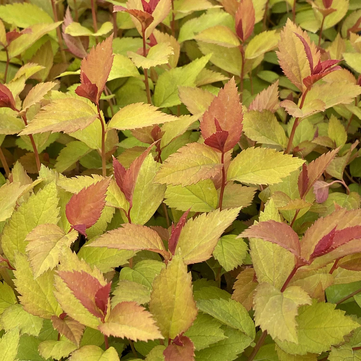 Spirea Japonica 'double Play Doozie' - View 22 from www redcrocus com