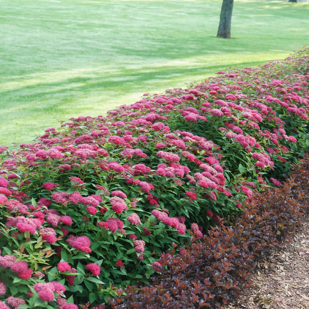 Spirea Japonica 'double Play Doozie' - View 23 from www redcrocus com