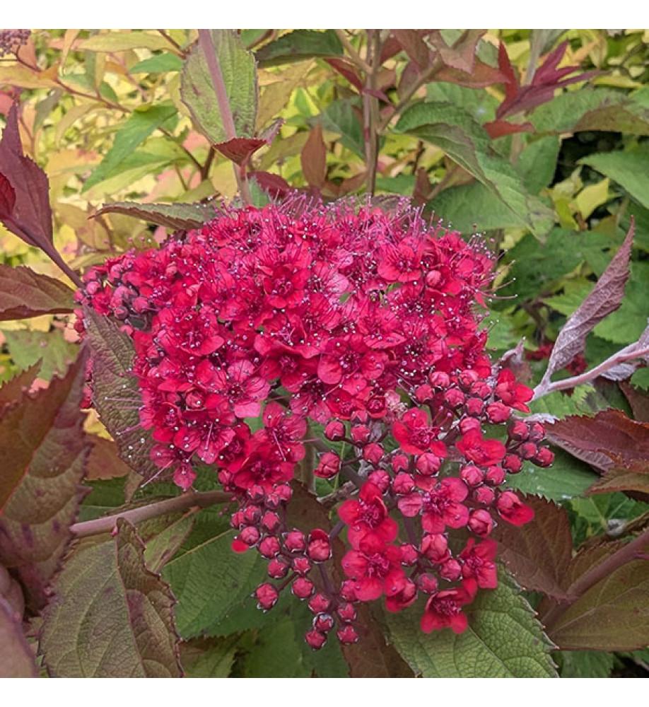 Spirea Japonica 'double Play Doozie' - View 25 from www redcrocus com