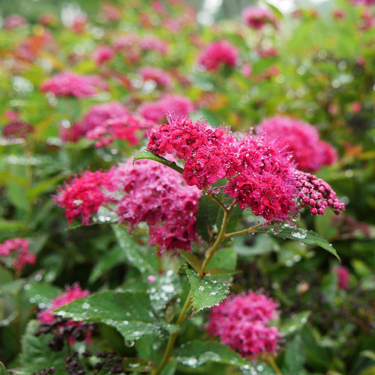 Spirea Japonica 'double Play Doozie' - View 28 from www redcrocus com
