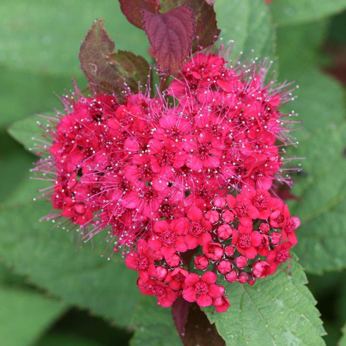 Spirea Japonica 'double Play Doozie' - View 30 from www redcrocus com