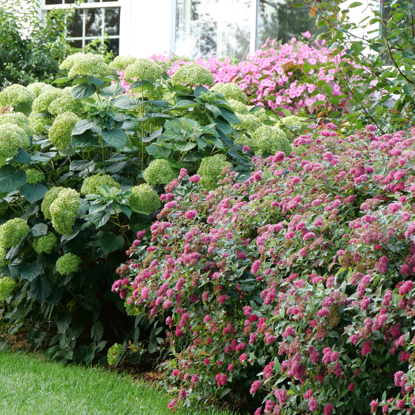 Spirea Japonica 'double Play Doozie' - View 31 from www redcrocus com