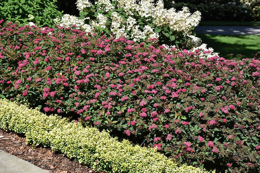 Spirea Japonica 'double Play Doozie' - View 32 from www redcrocus com
