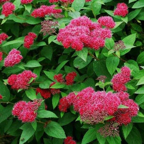 Spirea Japonica 'double Play Doozie' - View 35 from www redcrocus com