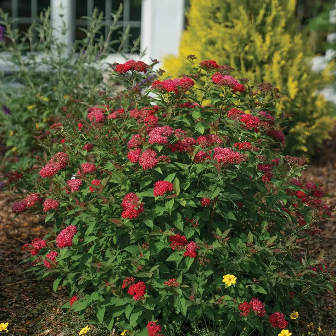 Spirea Japonica 'double Play Doozie' - View 37 from www redcrocus com