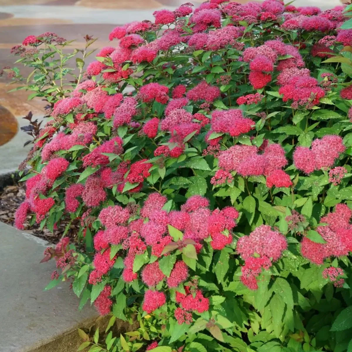 Spirea Japonica 'double Play Doozie' - View 38 from www redcrocus com